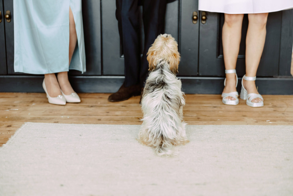 A dog is standing in front of a group of people.