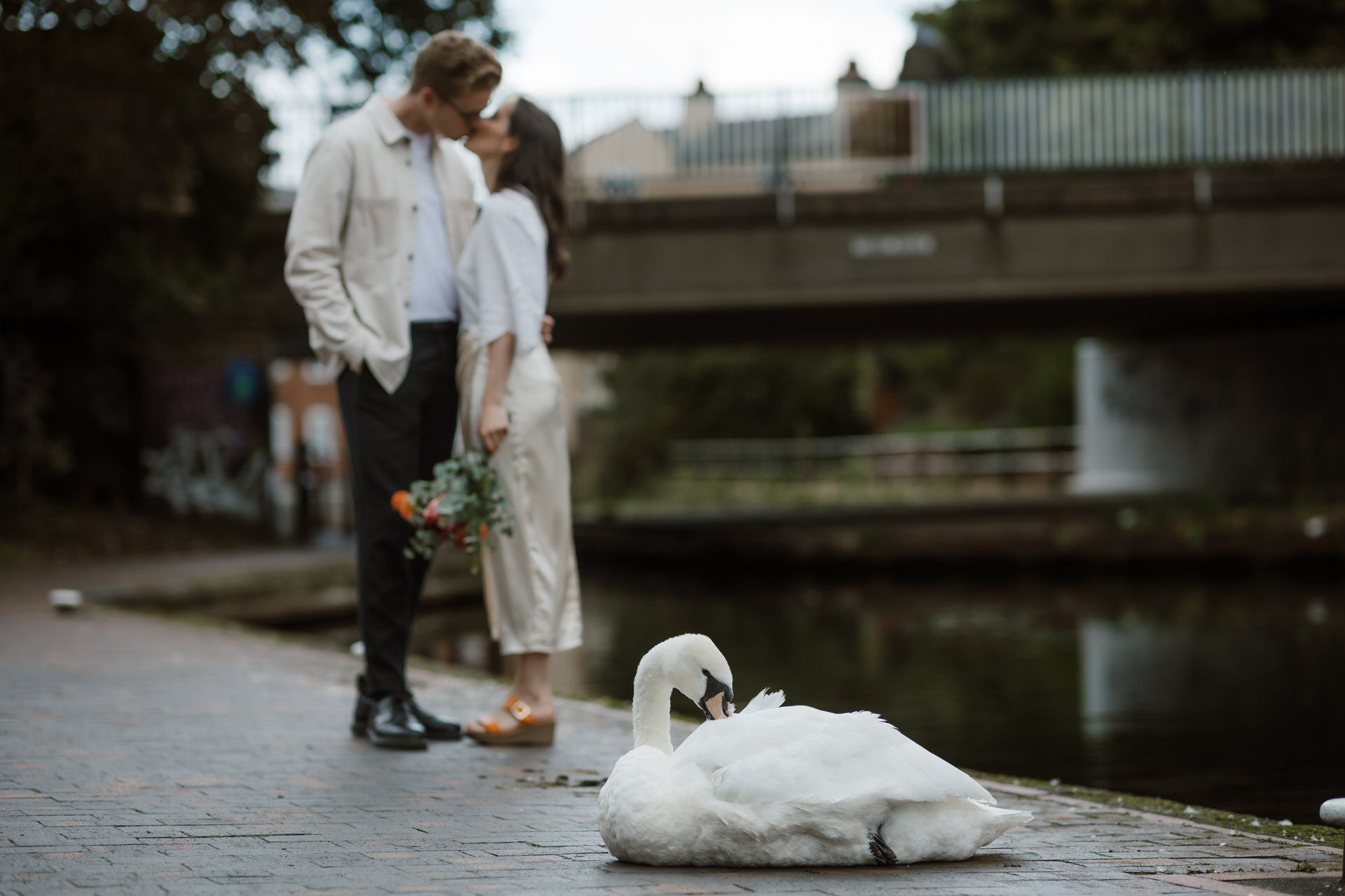 A couple holds flowers and kisses near a canal, with a swan resting on the path in the foreground. A bridge is visible in the background.